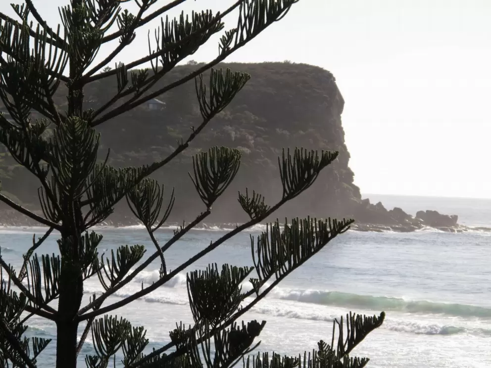 Monkey tail tree and headland!