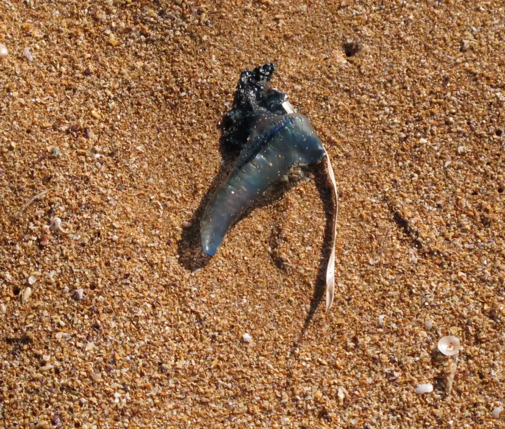 Yikes! A blue bottle on the shore.
