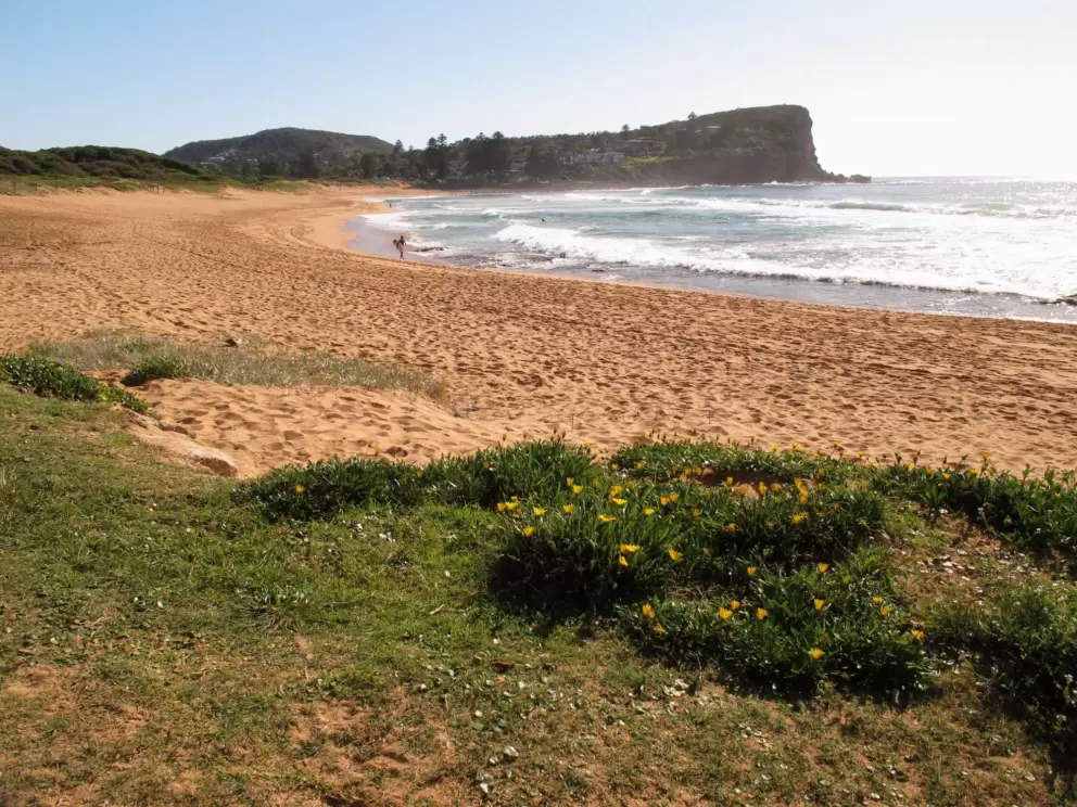 Wildflowers by the beach.