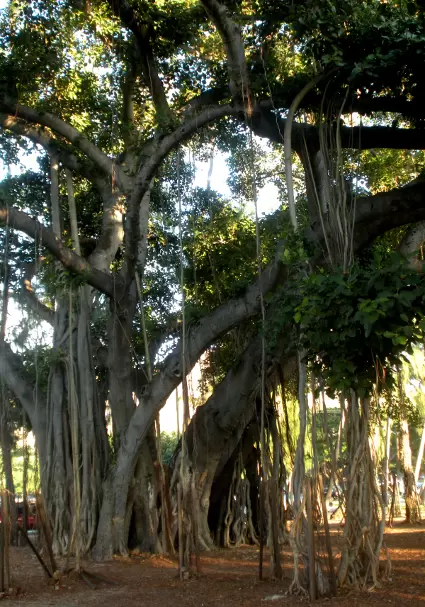 Banyan tree at Kapiolani Park. Photo by William Crowe.