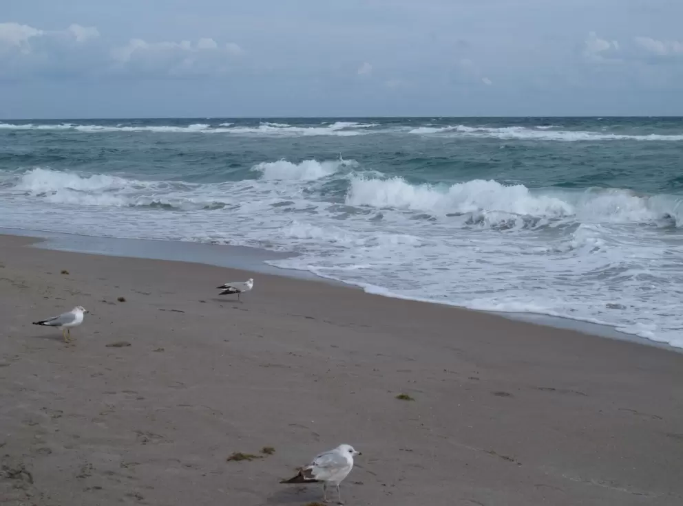 Plump bird and friends checking out the scene...