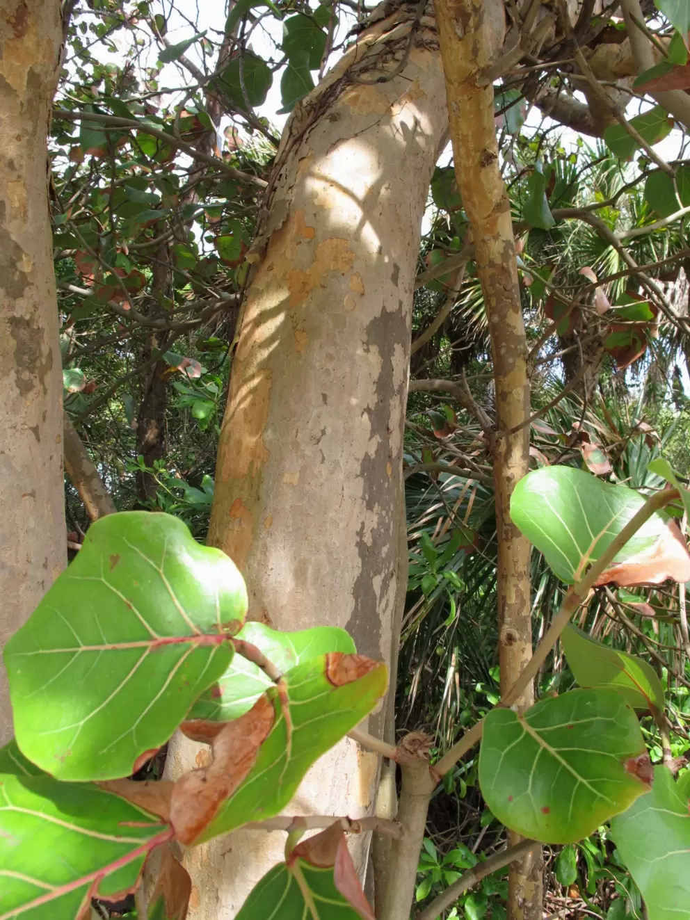 Tropical tree near the parking lot.