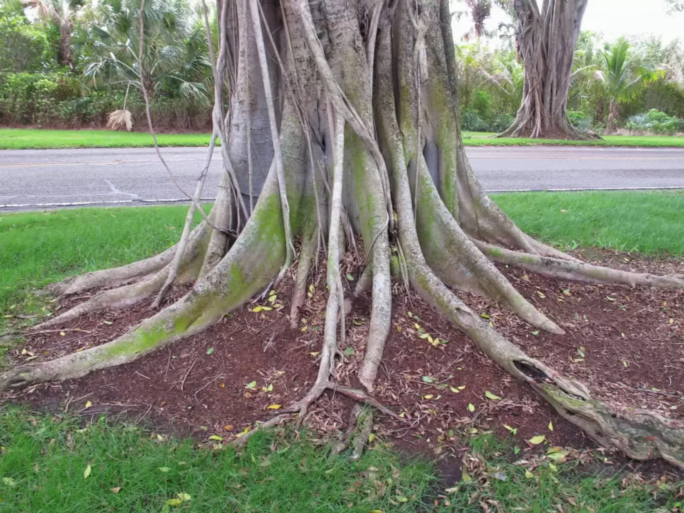 Amazing tree on Bridge Rd.