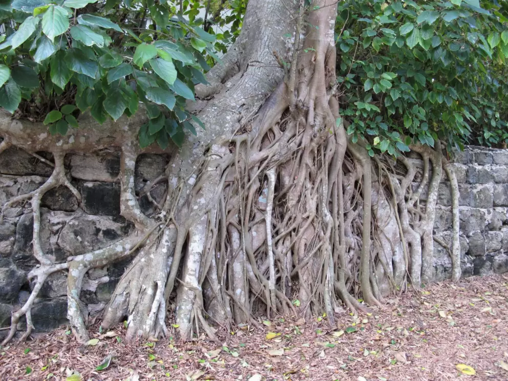 Amazing tree roots on the wall at Barrow Pl.