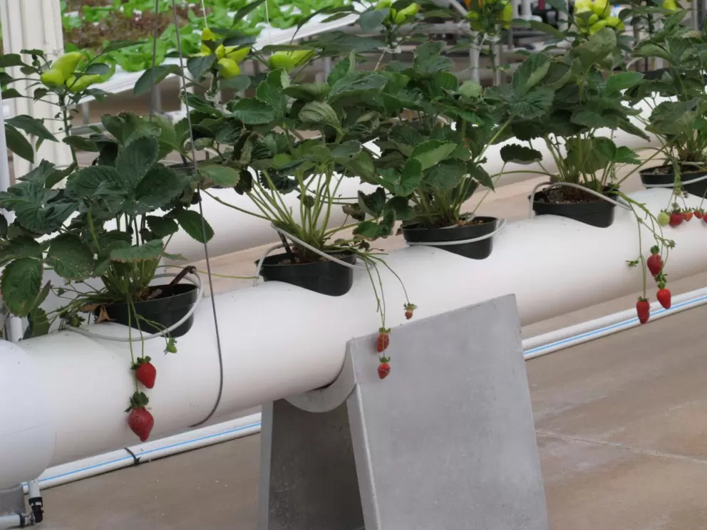 I love these strawberries, growing in the Living in the Land ride.