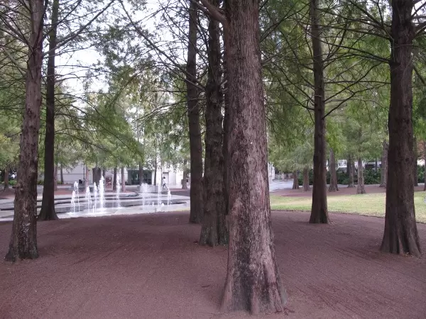 Cypress grove at Heritage Square.