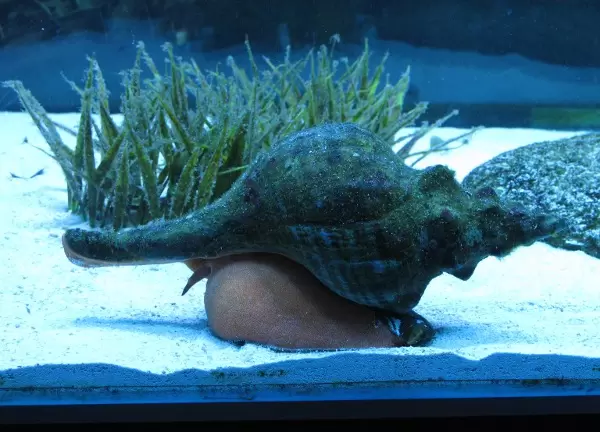 A horse conch, which is related to a tulip snail.