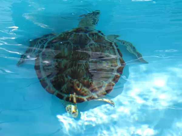 A green sea turtle.