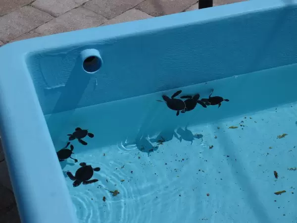 Baby turtles- these guys are the cutest thing you ever saw!
