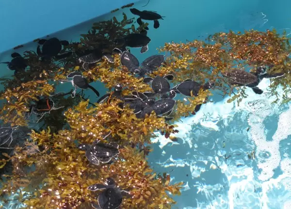 Baby sea turtles- can I take one home?