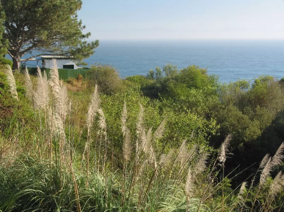 Pampas grass lit by the sun- view from the bridge.