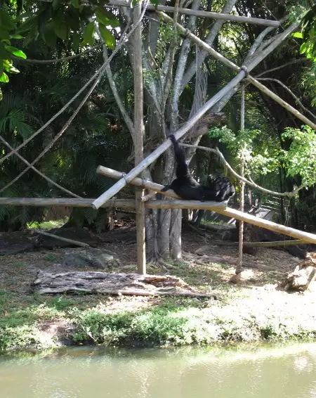 Monkey cruising at his play area.