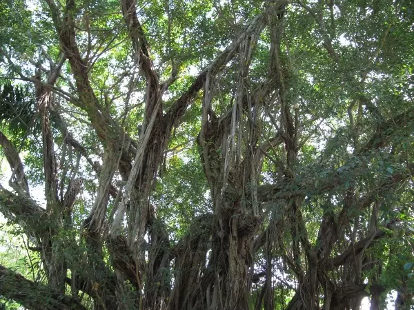 Incredible tree.