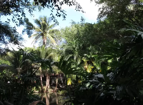 It feels like you're in the jungle it's so lush!