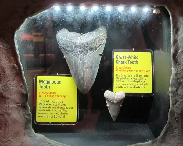 The megalodon, a prehistoric shark, had such big teeth!