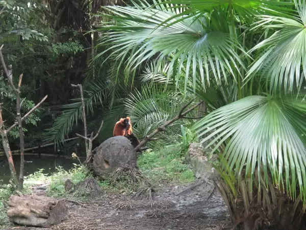 A monkey by the lake.