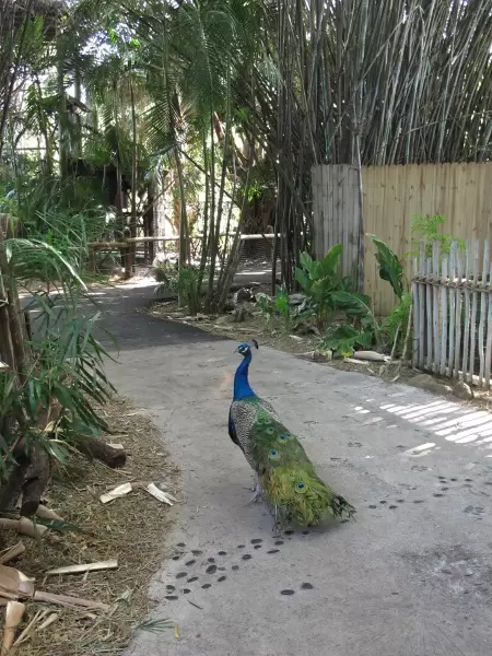 A peacock walks over tiger prints and past bamboo in the Malaysian Tiger exhibit.