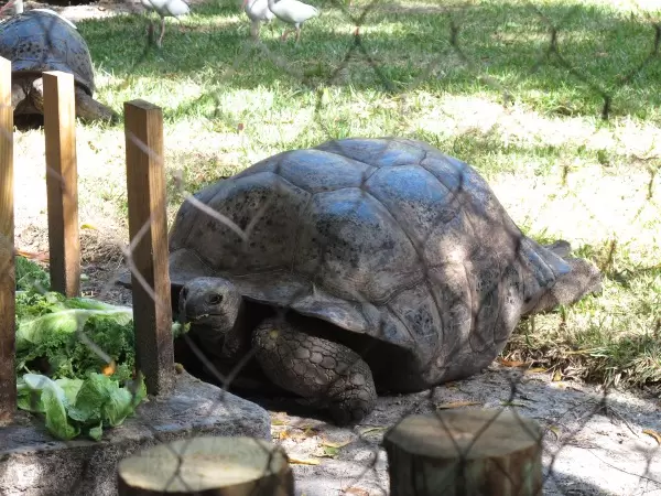 The Aldabra Tortoise gets a snack during a zookeeper talk.