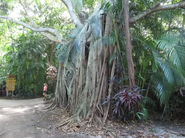 See how large this tree is by comparing to the girl behind.