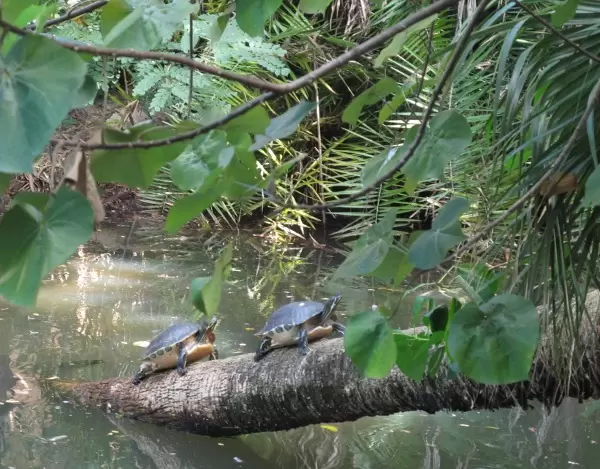 Turtles climb up a log in a jungle paradise.