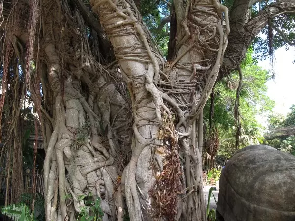 Look at this amazing tree trunk!