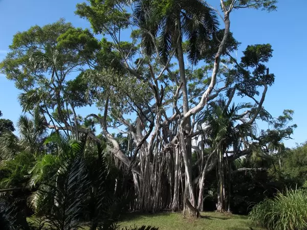 I love the trees at the zoo!