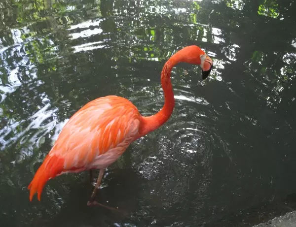 A pink flamingo.