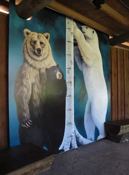 Compare yourself to the ten foot height of a bear standing tall.