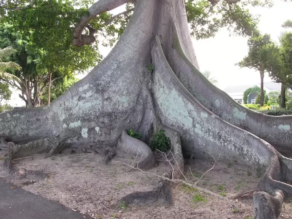 The Kapok tree.