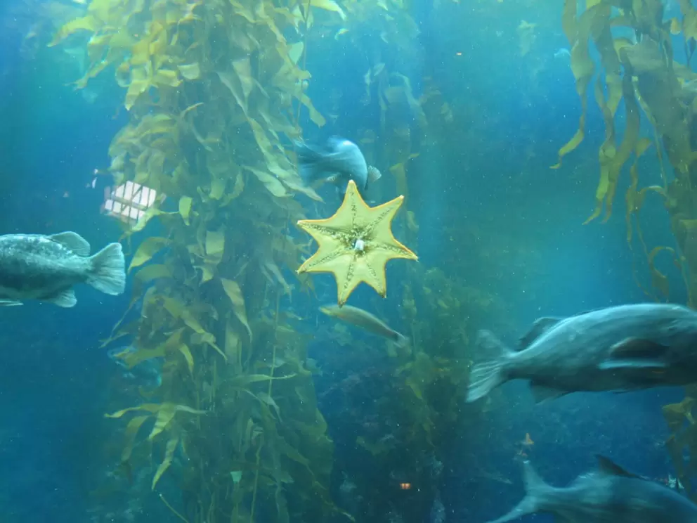 The Kelp Forest, and yellow starfish.