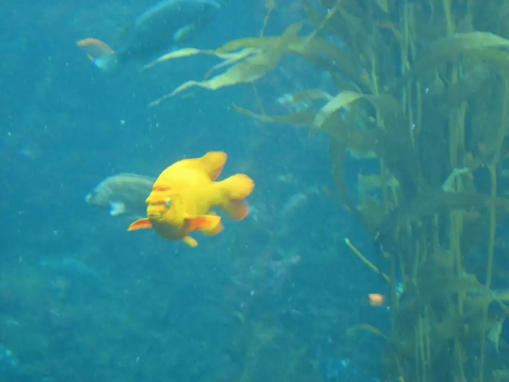 A slightly ticked-off-looking fish!