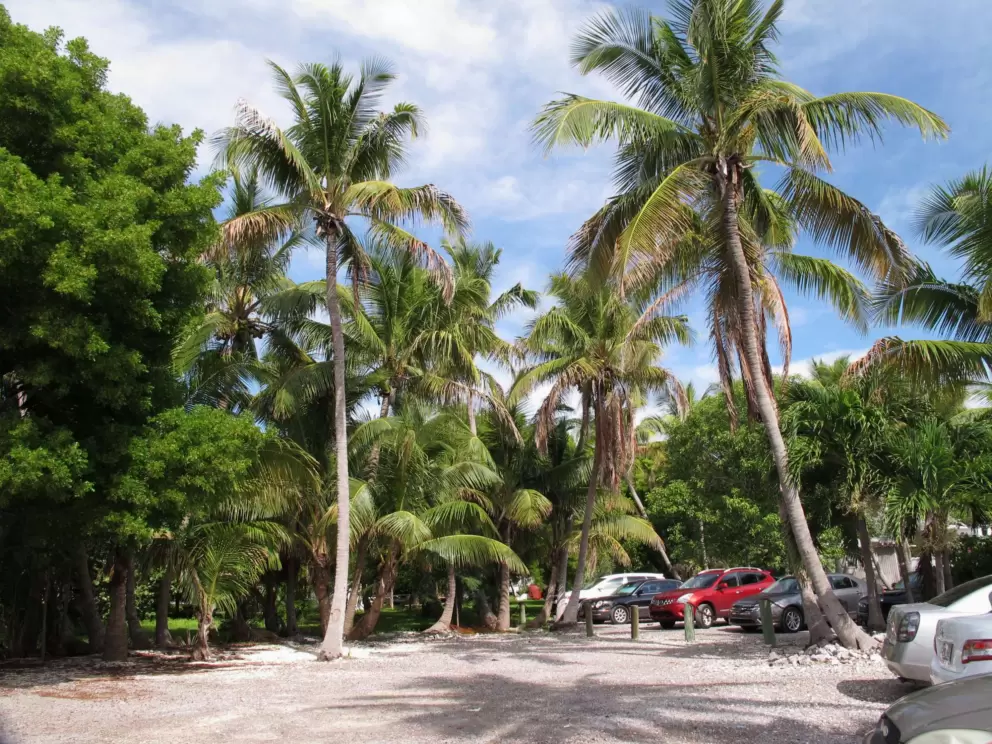 The parking lot is in a grove of coconut trees.
