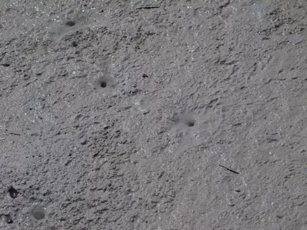Mud bubbles from crabs- fun to watch!
