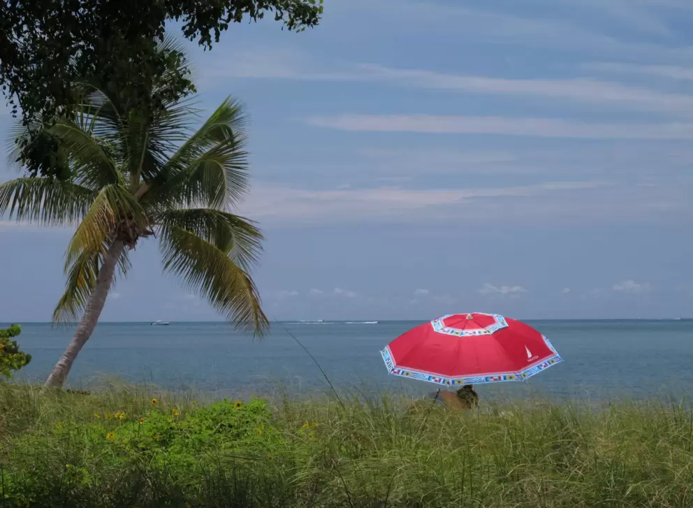 Colorful umbrella and a coconut tree.