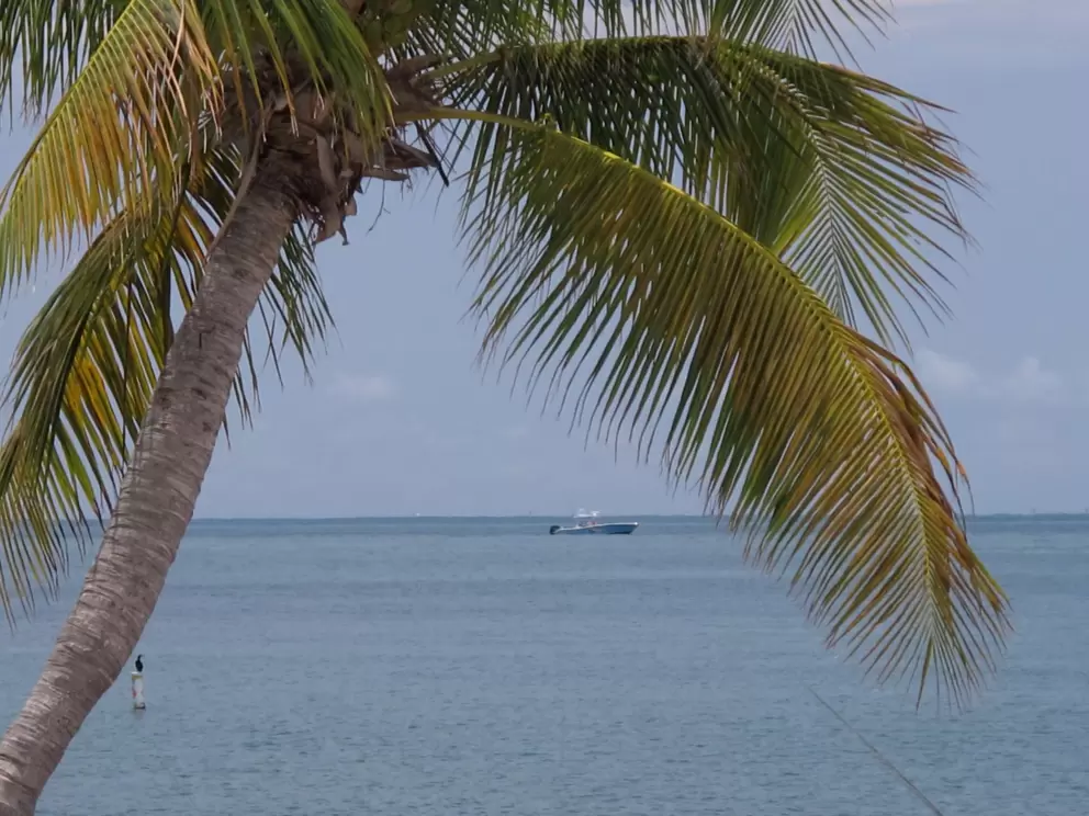 Idyllic scene with palm tree, fishing boat, and bird balancing on a buoy.