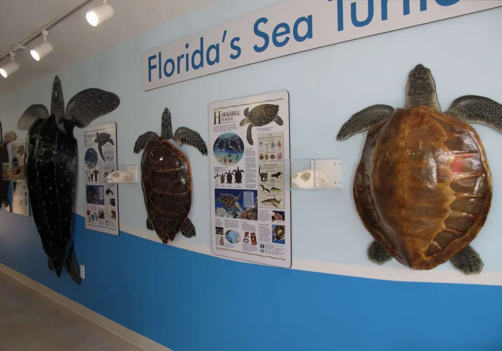 The turtle types that visit Marathon's beaches.