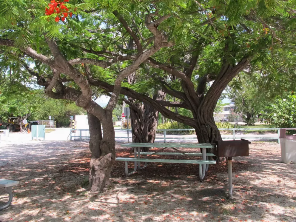 Shady picnic table and BBQ.