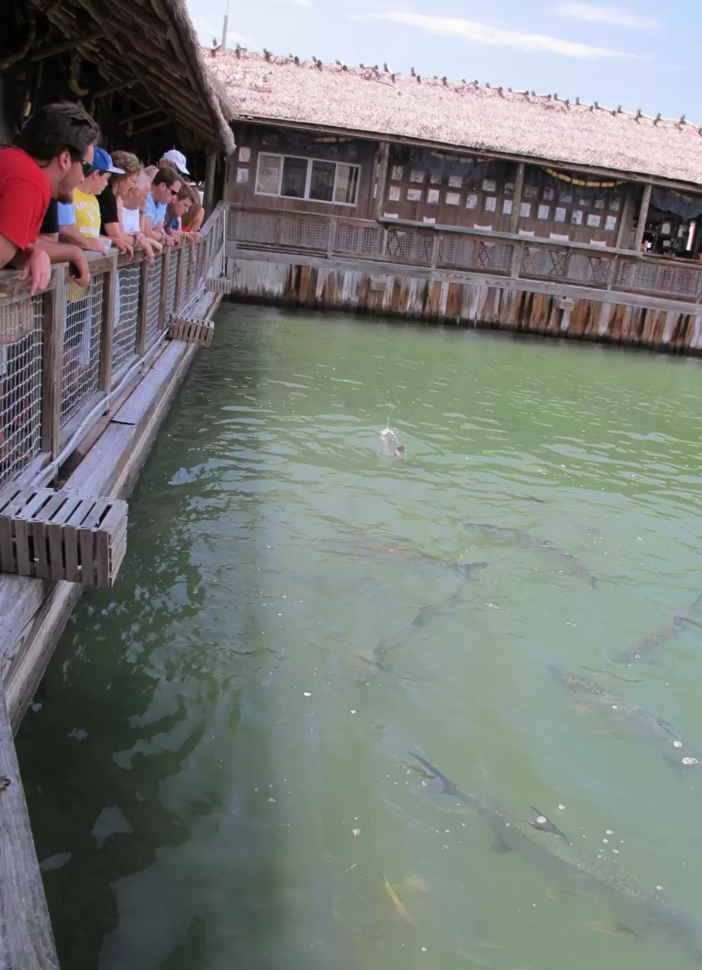 Feeding the tarpon fish!