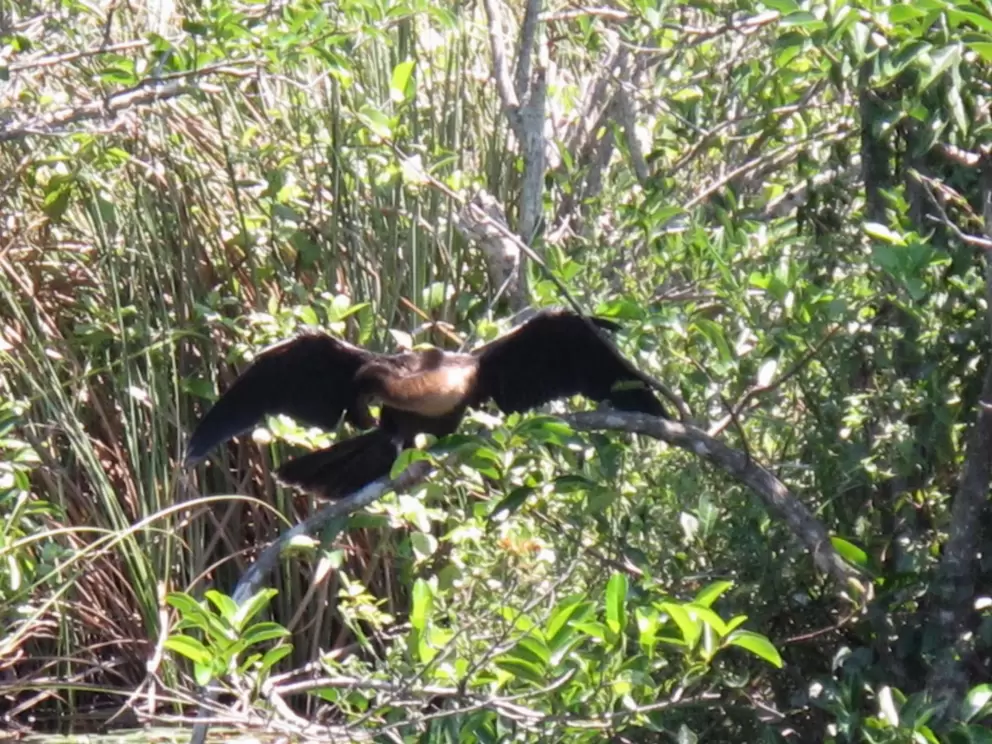 The Anhinga bird has his wings spread even while resting in a tree.