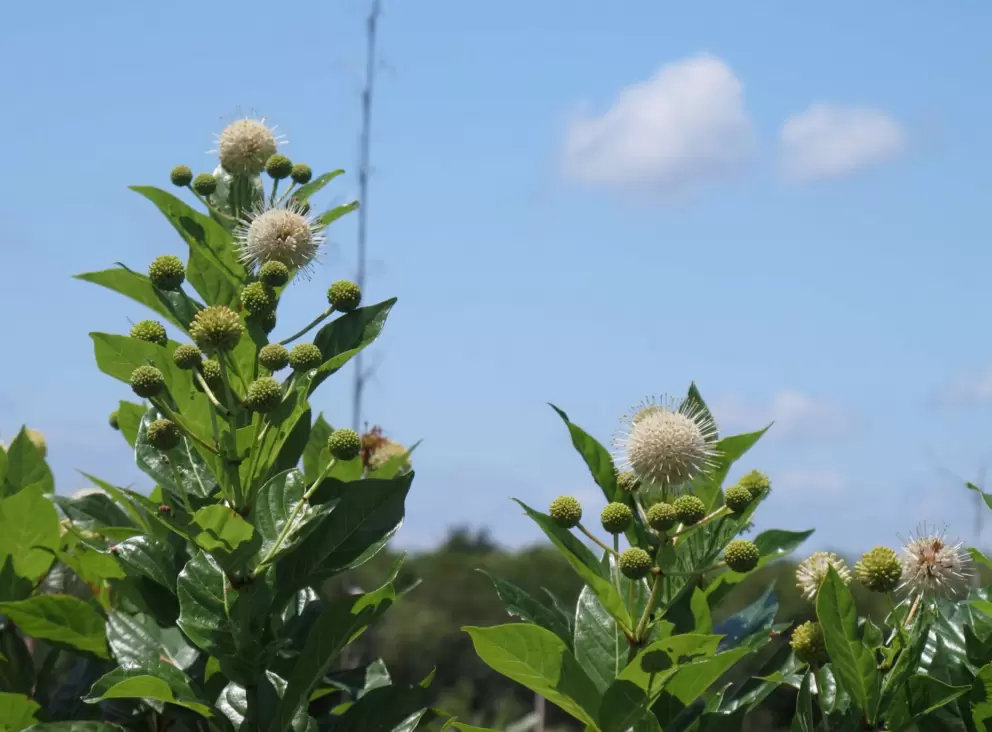 Buttonbush flowers on the trail.