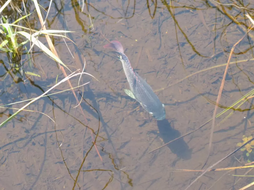 A fish in the clear water below.