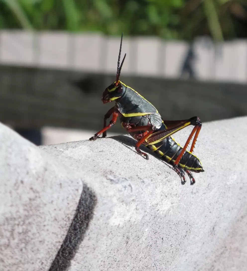 Giant cricket on the railing.