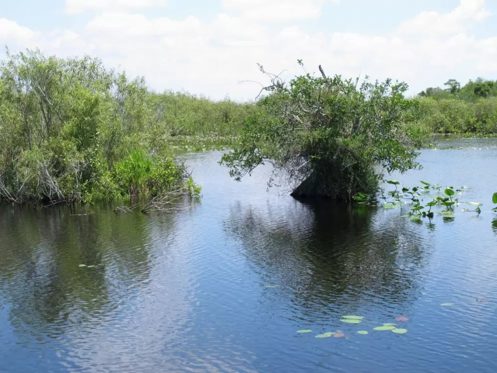 Mangrove trees in the water.