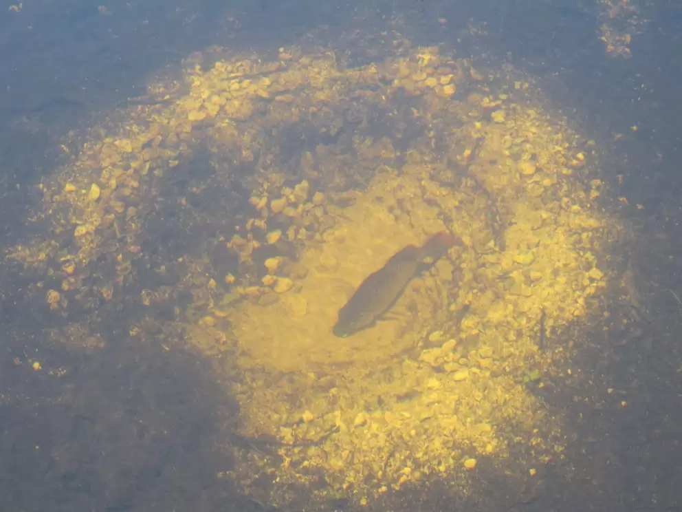 These fish make their own little dwellings under the water!