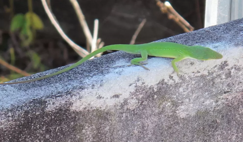 Gecko...the trail is teeming with life.