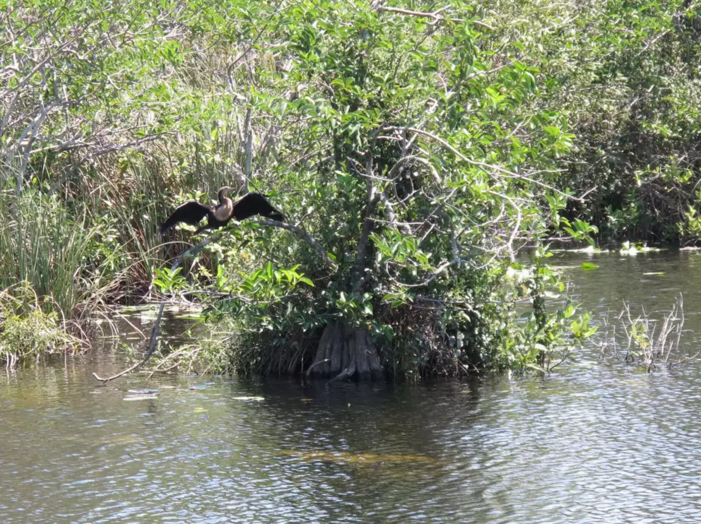 The boardwalk goes over the water.