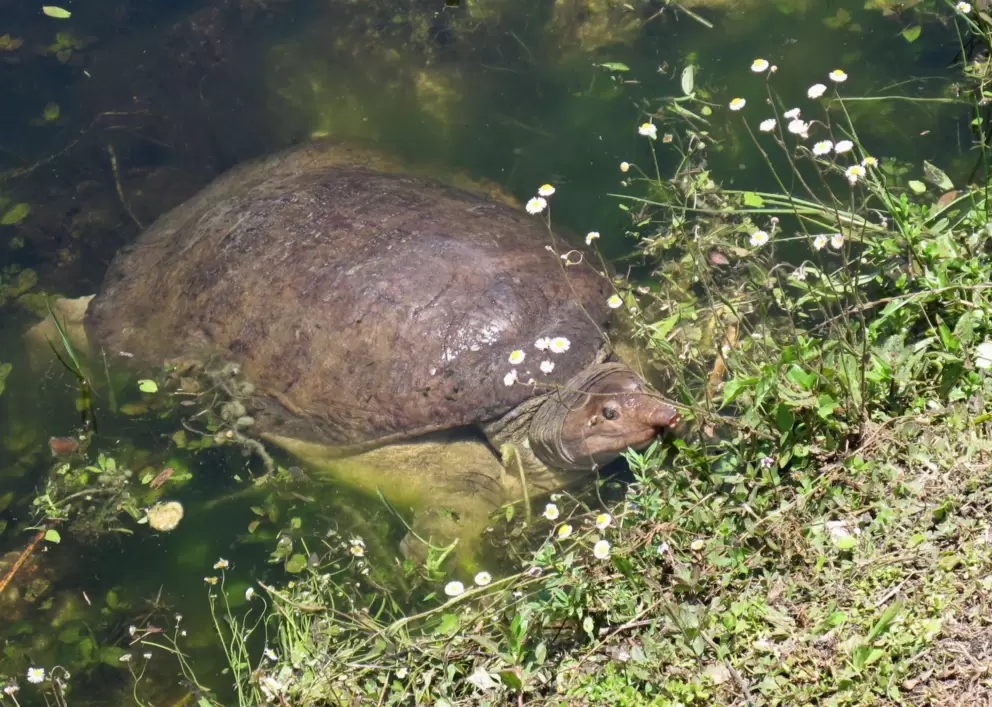 Turtle with funny snout.