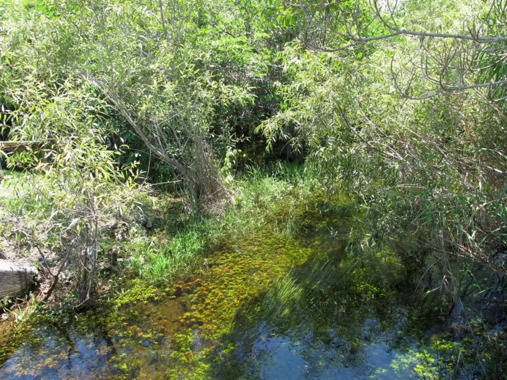 Beautiful clear water and grasses below.