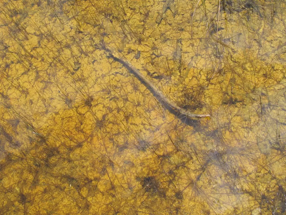 A needlefish in the water.