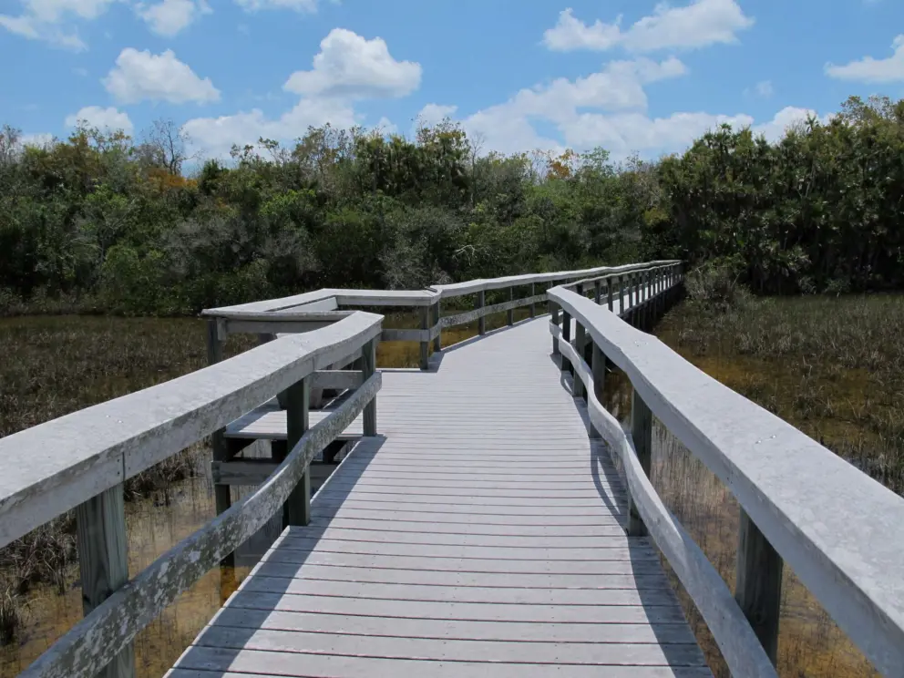 Wooden boardwalk over shallow water, that leads into the jungle.